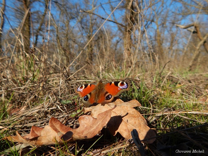 Parco del Ticino: prove di primavera